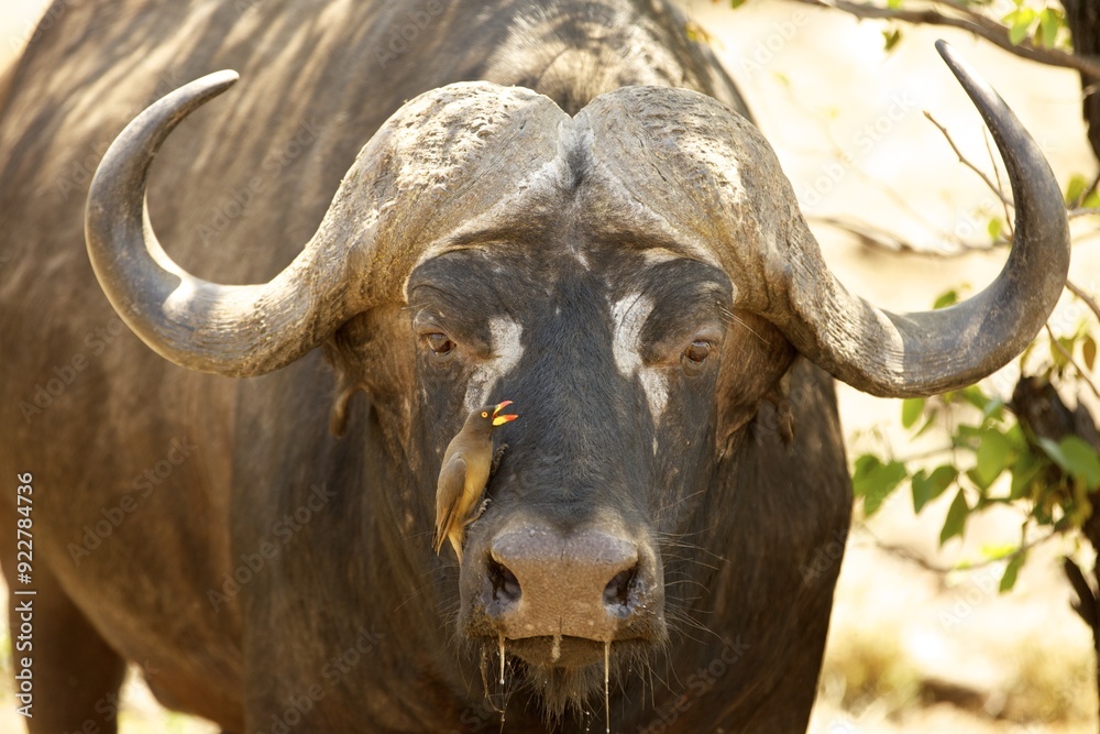 Cape buffalo (Syncerus caffer) with red-billed oxpecker (Buphagus erythrorhynchus) on muzzle, portrait, Kruger National Park, South Africa, Africa Cape buffalo (Syncerus caffer) with red-billed oxpecker (Buphagus erythrorhynchus) on muzzle, portrait, Kruger National Park, South Africa, Africa