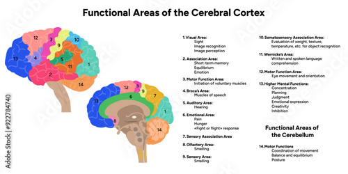 Diagram of functional areas of cerebral cortex human brain anatomy educational 