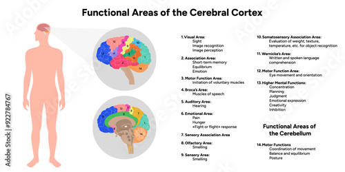 Diagram of functional areas of cerebral cortex human brain anatomy educational 