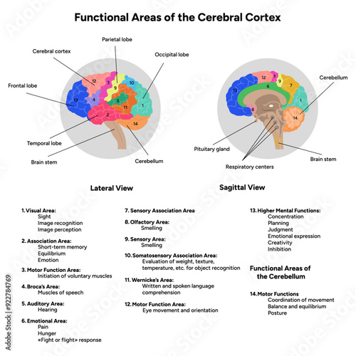 Diagram of functional areas of cerebral cortex human brain anatomy educational 