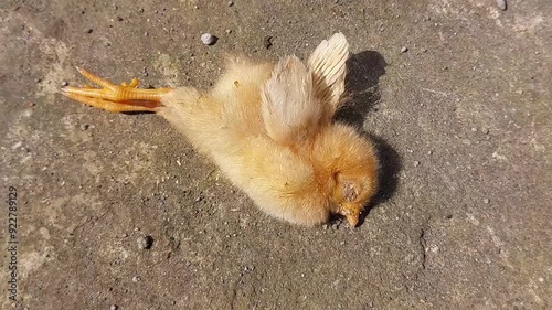 footage of a brown chick dying and lying on the ground because it was infected with the bird flu virus or H5N1
