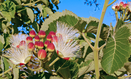 The pequi flower, Caryocar brasiliensis.  Pequi is an edible fruit which tree grows up to 10 m (30 ft) tall. It is common in central Brazilian Cerrado habitat  Brasília, Brazil, 2019 photo