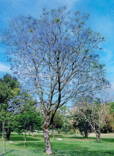 The Jacarandá Tree, or Carobinha Tree, Jacaranda puberula cham, with its blue flowers. It is native from Brazil, this trunk is used in furniture production. São José dos Campos, SP, Brazil, 2018 photo