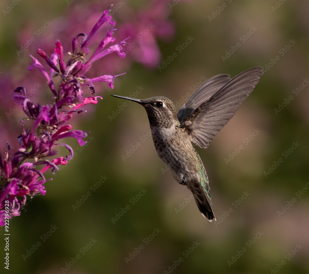 hummingbird on flower