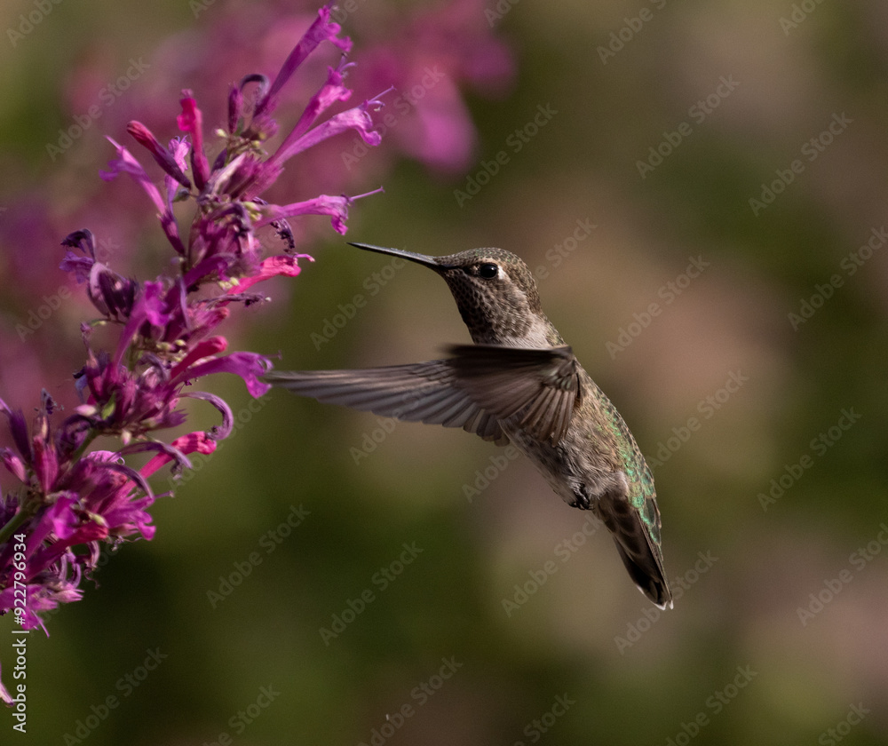 hummingbird on flower