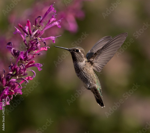 Obraz na płótnie hummingbird on flower w salonie