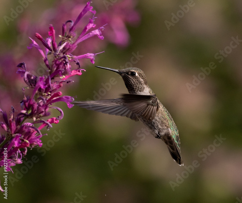 Obraz na płótnie hummingbird on flower w salonie