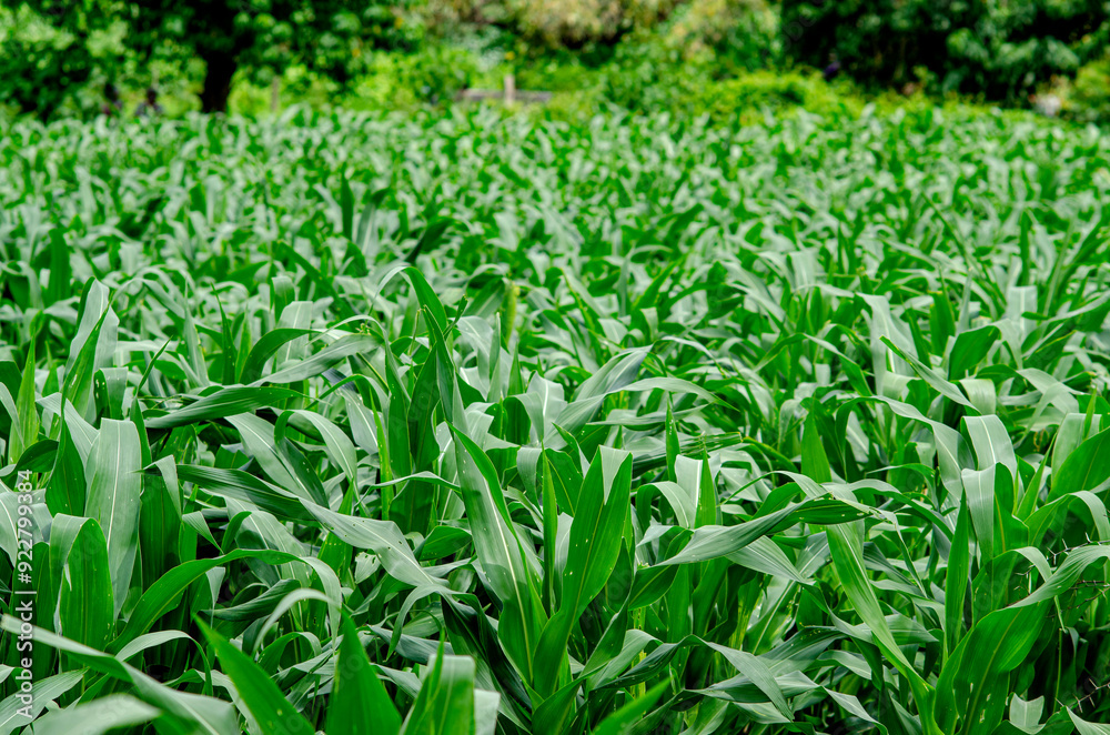 maiz, siembra, arboles de maiz, plantas, plantacion, verde, plantio de maiz, pasto maiz, siembra, arboles de maiz, plantas, plantacion, verde, plantio de maiz, pasto