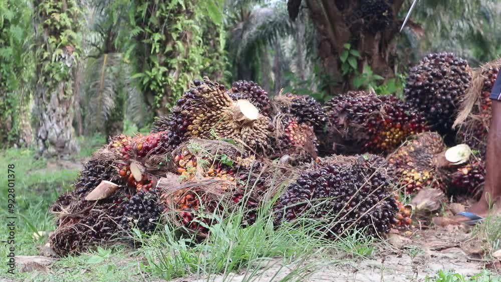 close-up site of a collection of oil palm fruit close-up site of a collection of oil palm fruit