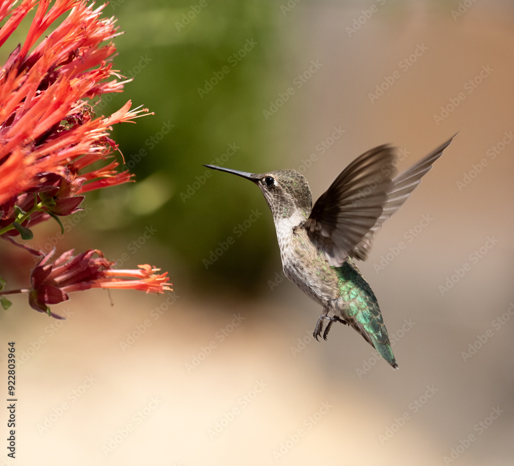 hummingbird with red flowers