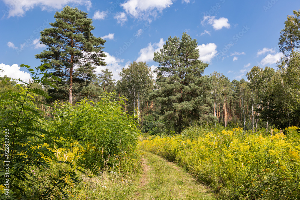 Fototapeta premium Flowers on the road to the forest in Saxony, Germany