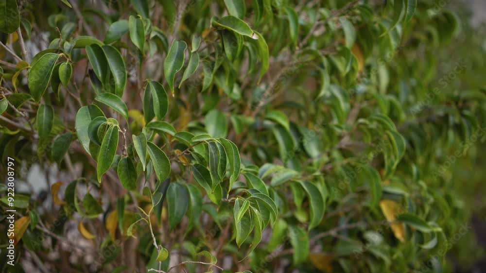 Close-up of vibrant green leaves of a pittosporum tobira shrub, native to murcia, spain, in an outdoor setting. Close-up of vibrant green leaves of a pittosporum tobira shrub, native to murcia, spain, in an outdoor setting.