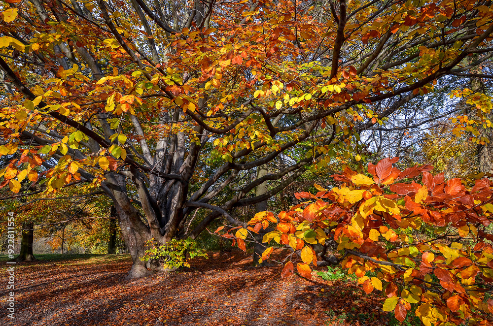Naklejka premium Autumn beech.