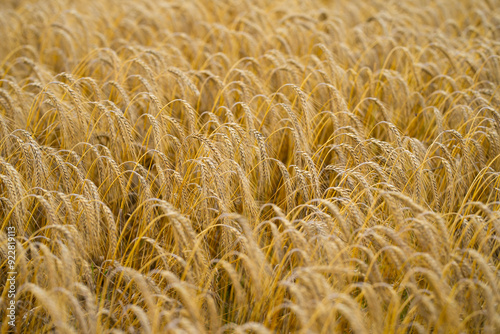 Golden Wheat. Agriculture season. Rural countryside. Wheats field. Grain harvest. Background wheat field meadow. Field of wheats. Harvesting period.