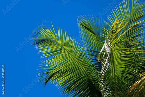 Palm leaf background. Palm leaf texture. Palm foliage over blue sky. Palms tree backdrop. Tropical green background.