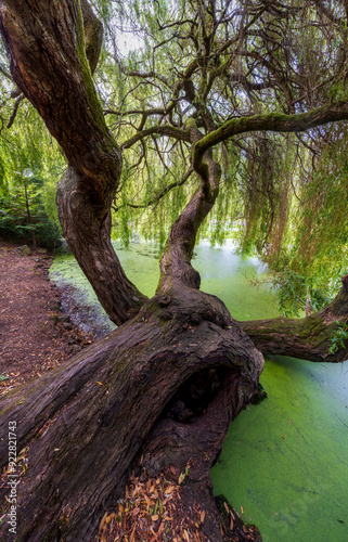 Victoria's Beacon Hill Gnarly Tree