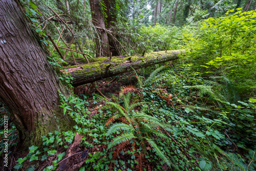 Thick forest foliage on Vancouver Island
