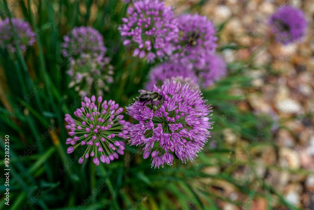 Multiple, purple, allium flowers with a bumblebee on the flower head. Multiple, purple, allium flowers with a bumblebee on the flower head.