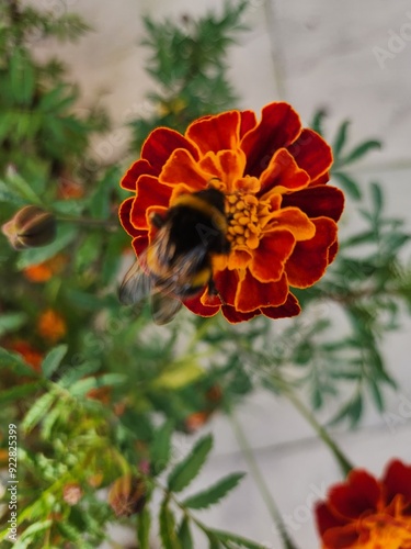 red and yellow flowers bumblee photo