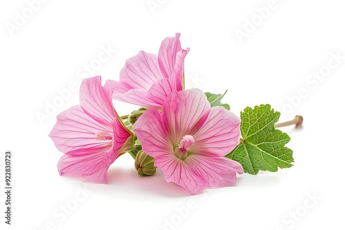 Chinese mallow isolated on white background.