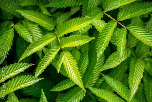 Green leaves of roseleaf bramble bush close-up. Exotic plants. Green leaves background. photo