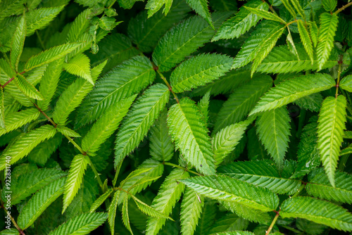 Green leaves of roseleaf bramble bush close-up. Exotic plants. Green leaves background.