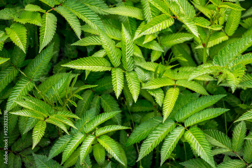 Green leaves of roseleaf bramble bush close-up. Exotic plants. Green leaves background. photo