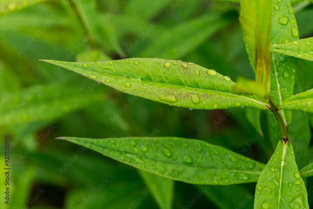 green leaves with water drops after rain close-up, natural plant background
green leaves with water drops after rain close-up, natural plant background