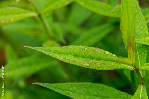 green leaves with water drops after rain close-up, natural plant background