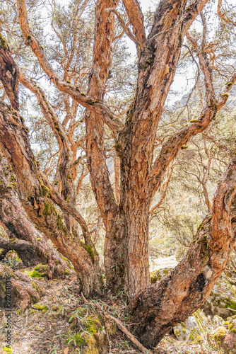 tree under the autumn sun with orange colors and beautiful intertwined branches giving an atmosphere of happiness 