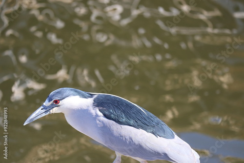 Nycticorax Nycticorax, soco bird at Brazil photo