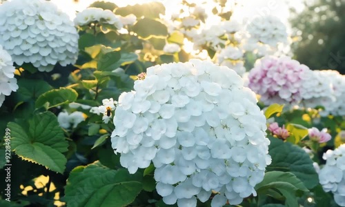 Bokor flowers or Hydrangea macrophylla bloom very beautifully and lushly photo