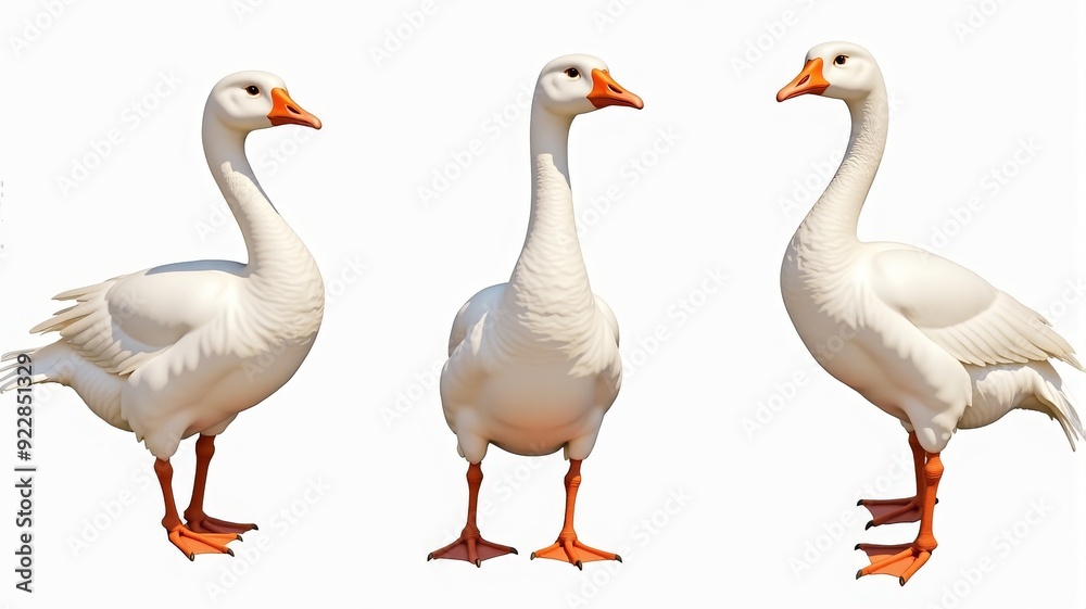 Illustration of Three White Geese in Different Poses on a White Background. Perfect for Animal Studies, Educational Materials, and Farm-Themed Designs. Illustration of Three White Geese in Different Poses on a White Background. Perfect for Animal Studies, Educational Materials, and Farm-Themed Designs.