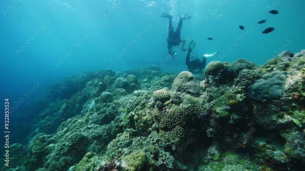 Divers enjoy exploring coral reef in clear ocean water Divers enjoy exploring coral reef in clear ocean water