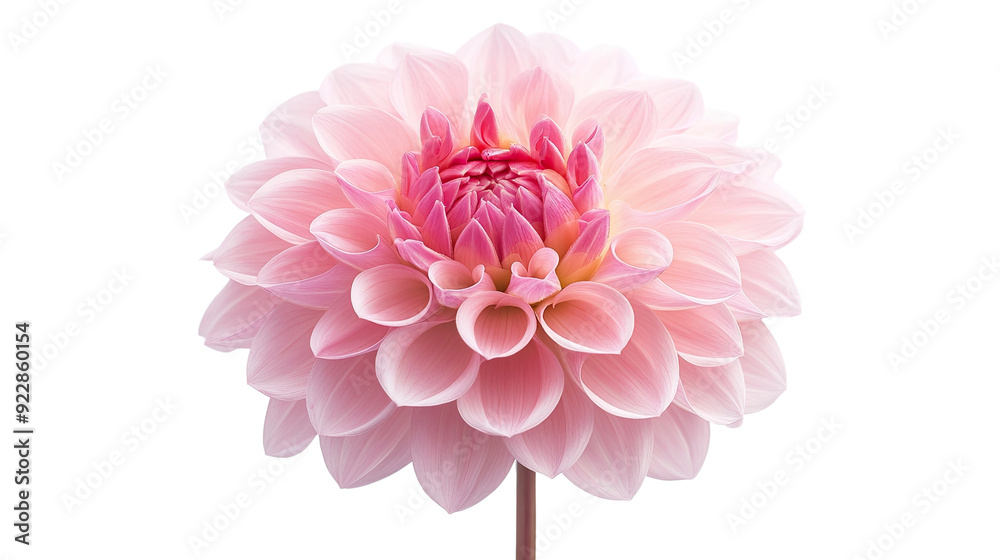 flower transparent background flower transparent background