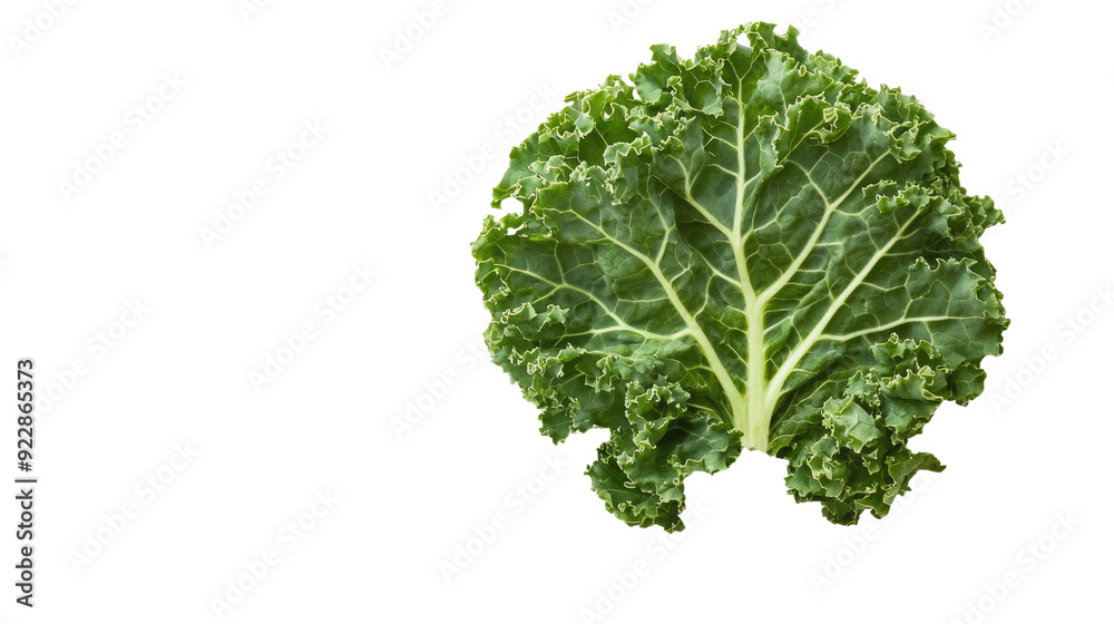 curly kale transparent background
