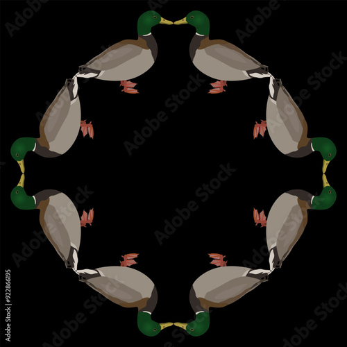 Geometrical round animal frame with ducks or mallards. Waterfowl design. Anas platyrhynchos. IOn black background. 