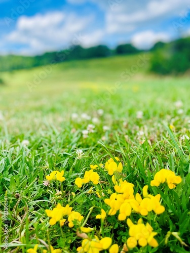 Perfect landscape - natural beauty near Hunter Mountain outside Windham, NY. Nestled within the Catskill Mountains, this wildflower meadow has vivid yellow wildflowers called Bird's-Foot Terfoil. photo