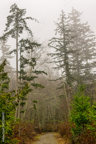 2023-12-31 A WALKING TRAIL ON CAMANO ISLAND WITH TALL TREES AND A FOGGY OVERCAST DAY photo