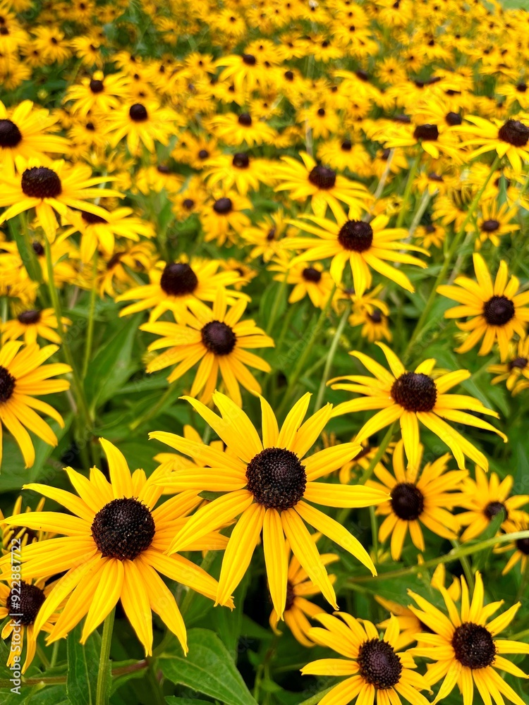 Birds love this home garden with bold, bright pop of color - easy maintenance and showy blossoms lasting all season. Orange coneflowers thrive in the northeast summer heat, full sun and humidity. Birds love this home garden with bold, bright pop of color - easy maintenance and showy blossoms lasting all season. Orange coneflowers thrive in the northeast summer heat, full sun and humidity.