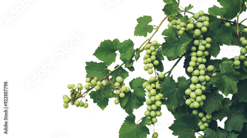 Vine and grapes transparent background