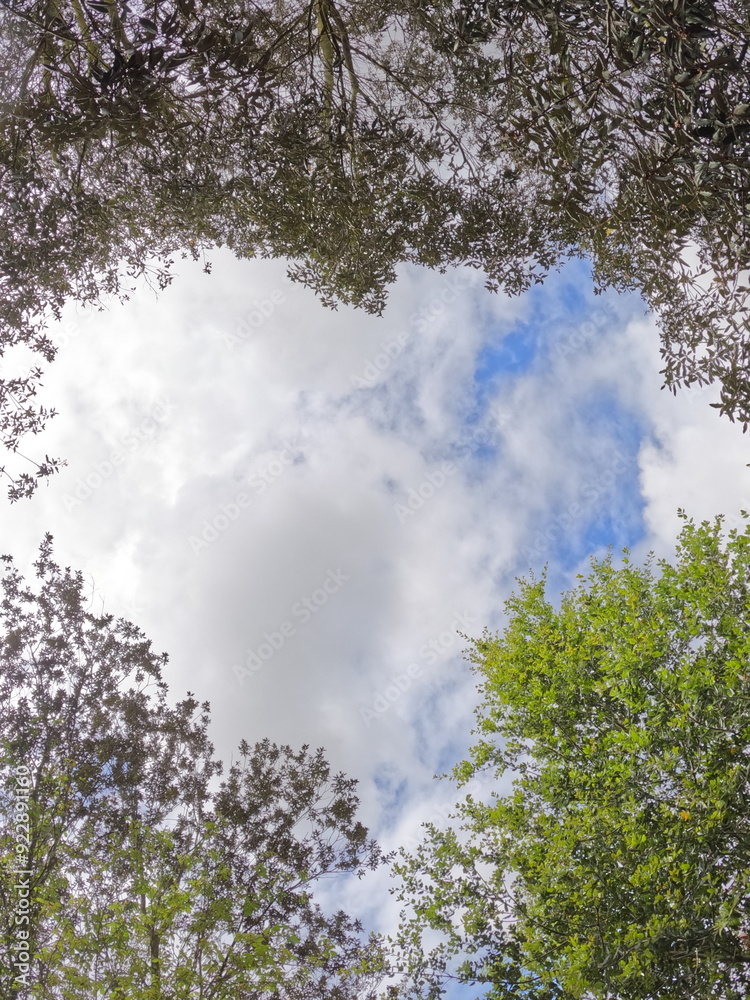 Fototapeta premium heart shape in trees and sky
