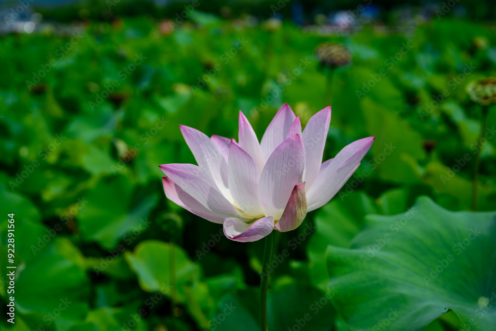 Scenery with pink lotus flowers in summer in August Scenery with pink lotus flowers in summer in August