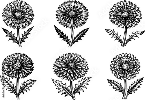 Detailed Black and White Vintage Dandelion Vector Illustrations Designs for Botanical Enthusiasts.