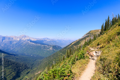 A bighorn sheep along the Highline Trail in Glacier National Park photo