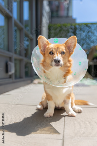 Adorable Pembroke Welsh Corgi puppy sitting outside wearing the cone of shame after getting spayed

