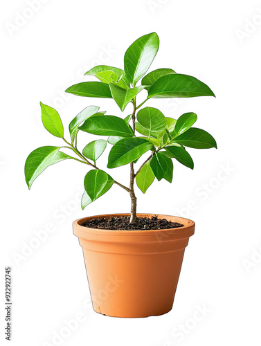 A small plant is in a pot