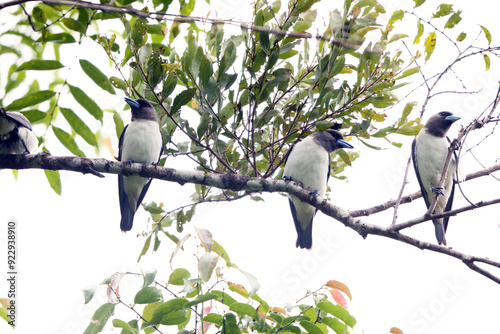 The ivory-backed woodswallow (Artamus monachus) is a species of bird in the family Artamidae. It is endemic to Sulawesi, Indonesia. photo