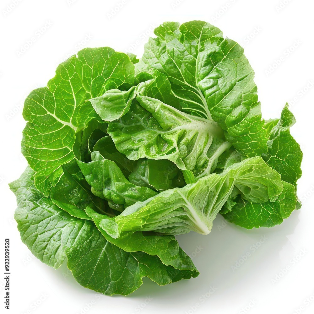 displays fresh green lettuce leaves with visible veins, displays fresh green lettuce leaves with visible veins,