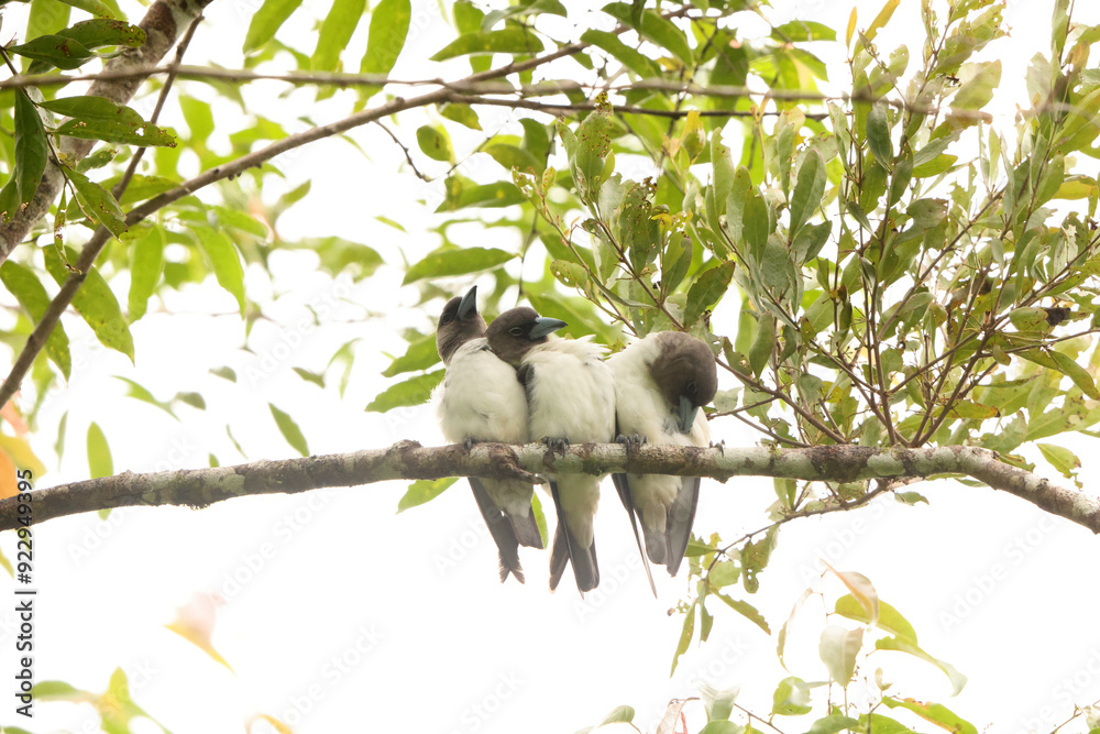 Obraz premium The ivory-backed woodswallow (Artamus monachus) is a species of bird in the family Artamidae. It is endemic to Sulawesi, Indonesia.
